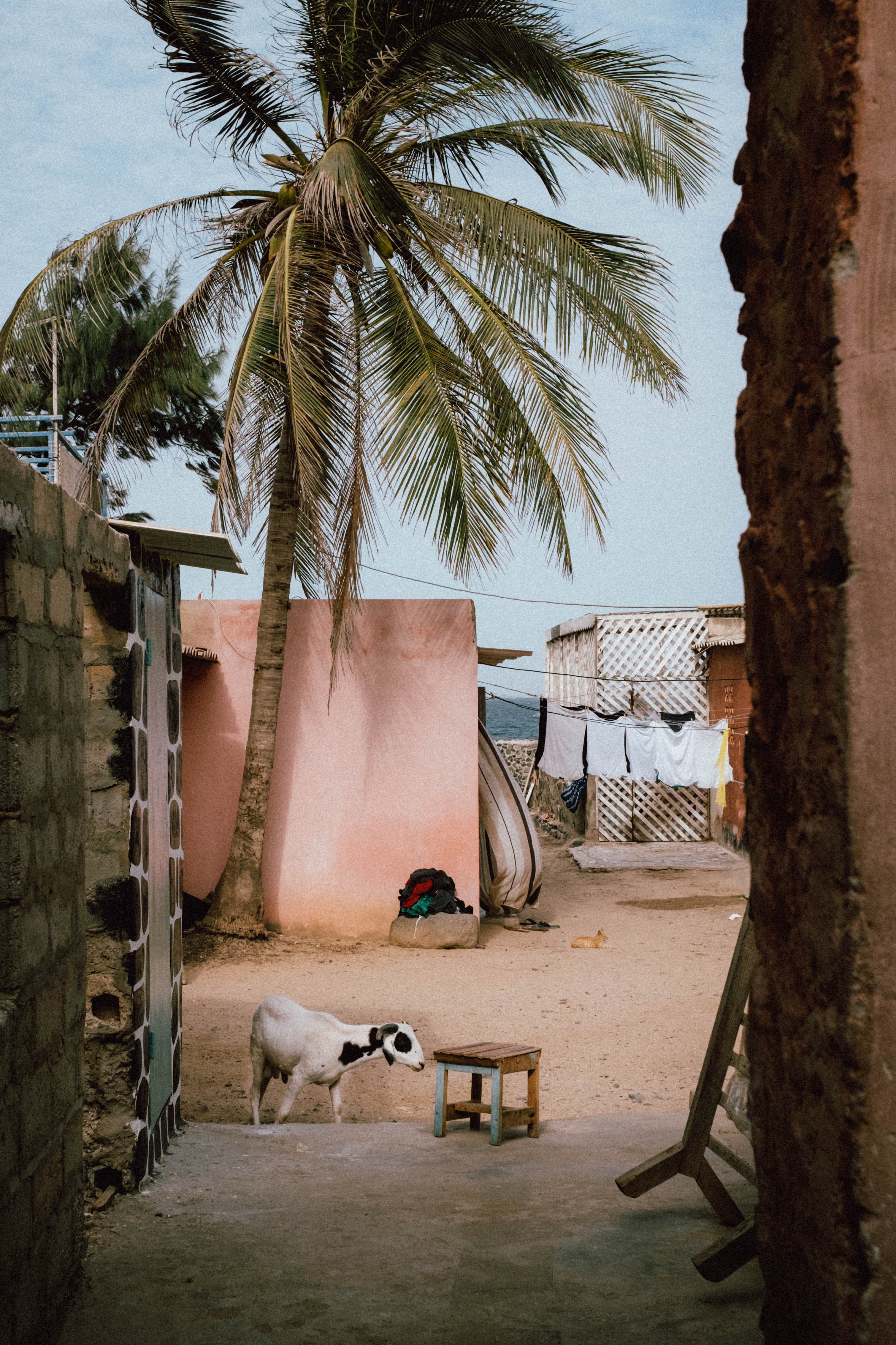 A goat in the courtyard